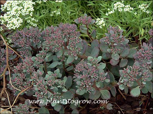 Cliff Stonecrop (Hylotelephium cauticola) 
(August 26)